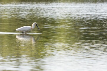 Eurasian spoonbill is gracefully perched on the tranquil waters - obrazy, fototapety, plakaty