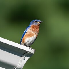 Closeup of an eastern bluebird perched on a rain gutter with a blurry background