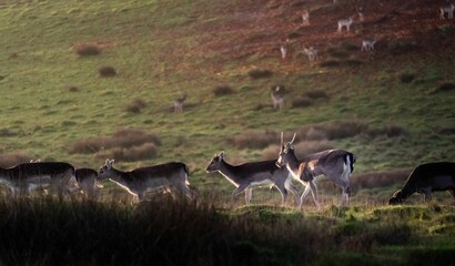 Herd of European fallow deer grazing in a grassy field.