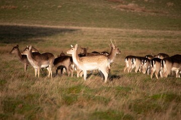 Naklejka na ściany i meble Herd of European fallow deer grazing in a lush grassy field.