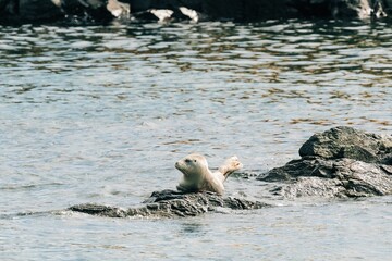 Peaceful scene of a young seal pup relaxing atop a bed of rocks in a serene body of water
