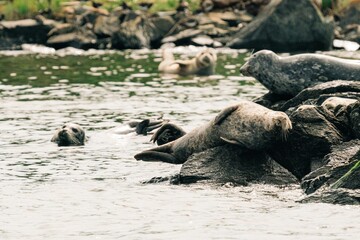 Fototapeta premium Group of seals resting in the sun on a rocky shoreline, peacefully lounging in the shallow waters