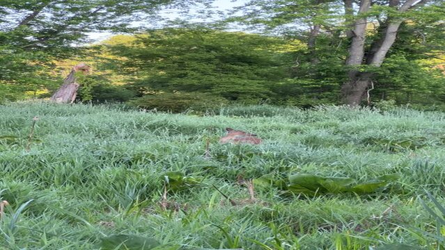 Adorable deer resting in the green field with trees in the background