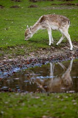 Majestic deer stands in a grassy field, gazing into a tranquil pond
