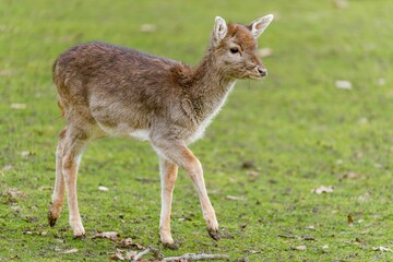 a small brown deer on top of a green field of grass