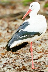 White stork standing among dry, brown leaves in a natural outdoor setting