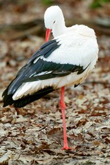 White stork standing among dry, brown leaves in a natural outdoor setting