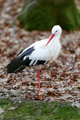 White stork standing among dry, brown leaves in a natural outdoor setting