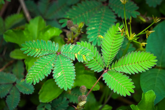 Mimosa pudica also called sensitive plant, sleepy plant, action plant, touch-me-not or shameplant. This plants leaves can fold inward and droop. Concept for biology