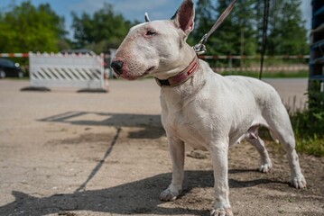 White Bull Terrier canine on a concrete road in a park