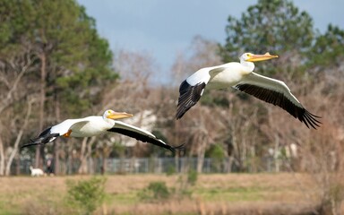 Two pelicans flying together with their wings spread over a grassy field