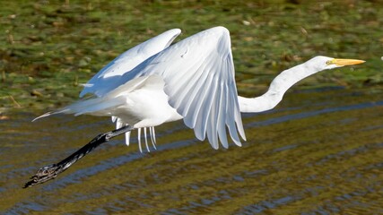 Majestic white egret in flight over a grassy meadow.