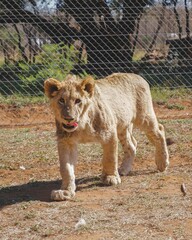 Closeup of a lion cub walking in a zoo