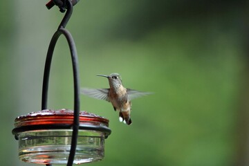 Obraz premium hummingbird flying close to a humming feeder outside on a sunny day
