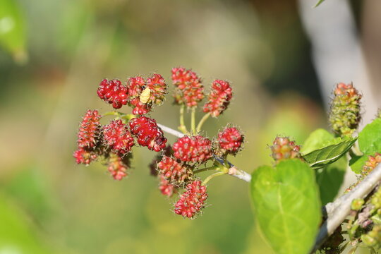 ripening morus rubra, commonly known as the red mulberry. 