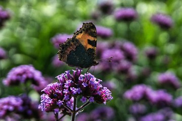 Close-up of a beautiful Urticaria (Aglais urticae) butterfly perched on a vibrant purple flower