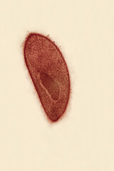 Paramecium is a single-celled organism with a cylindrical body with a round front end, a wider...