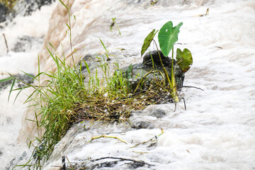Close up photo of trees that were swept away by the murky river current during flood. Concept for...