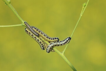 Larvae of large white butterfly 