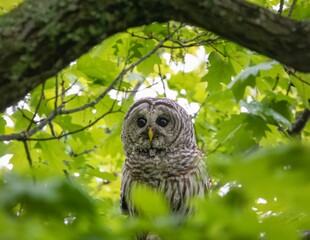 Close up of a majestic owl is perched on a tree branch.