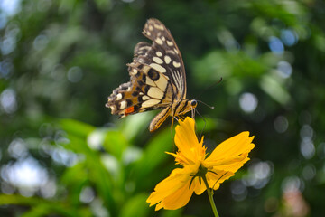 butterfly on flower