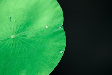 Close-up of a vibrant green water lily against a black backdrop