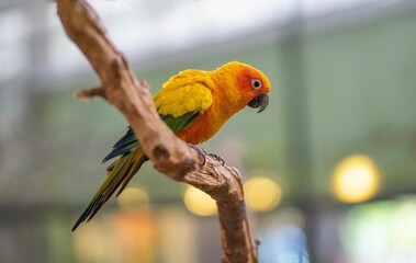 Vibrant yellow Sun conure parrot standing on a tree branch against a blurred backdrop