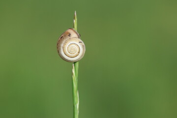 close up of a snail in nature