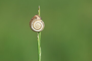 close up of a snail in nature © UMIT