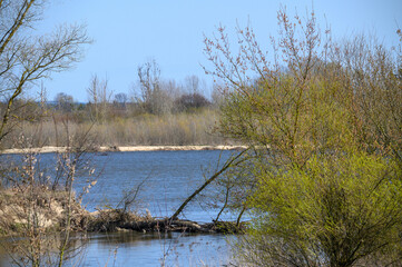 Przewrócone drzewo leży w rzece, krajobraz mazowsza, Polska 