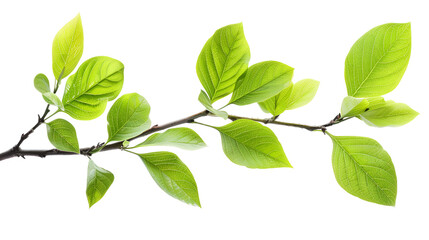 Fototapeta na wymiar Fresh green leaves on a branch cut out, generative Ai