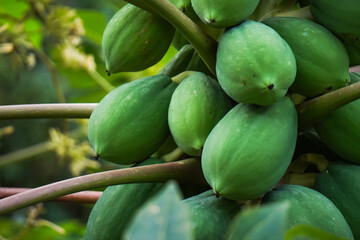 Close up photo of papaya tree bearing many fruit. Pepaya is still young and green. Concept for...