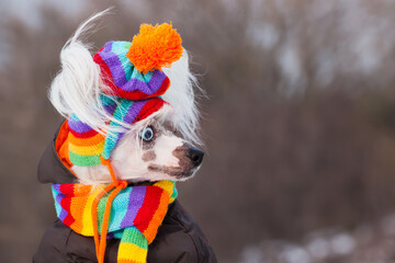 Dog fashion concept. Profile portrait of young Chinese crested puppy with blue eyes wearing funny...