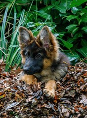 Adorable German Shepherd dog sitting on autumn leaves