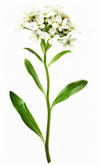 Elegant white candytuft iberis flowers on white background