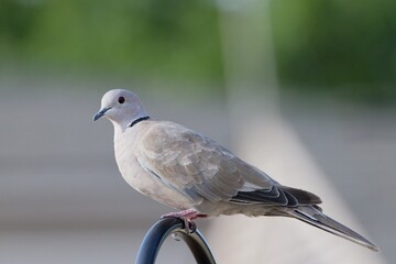Closeup of a white pigeon perched on the edge of a railing