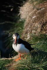 Vertical shot of a puffin with fish in its beak on a cliff in Iceland