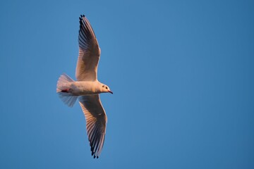White seagull in motion with its wings outstretched, soaring against the blue sky backdrop.