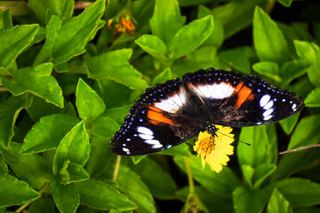 Hypolimnas bolina butterfly perched on yellow wedelia flowers with open wings. Female Blue moon butterfly. Concept for National Learn About Butterflies Day, biology, ecology and ecosystem
