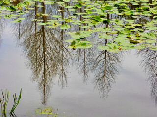 A drone photo of reflections on the lake with lilypads