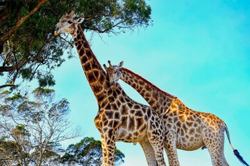 two giraffe standing next to each other next to tall trees