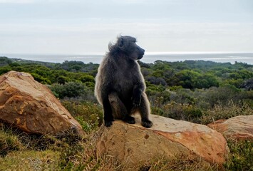baboon on a rock above the water and the ocean