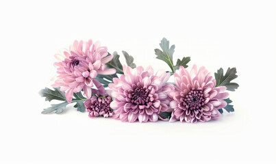 Obraz premium Isolated Pink chrysanthemum flowers on white background
