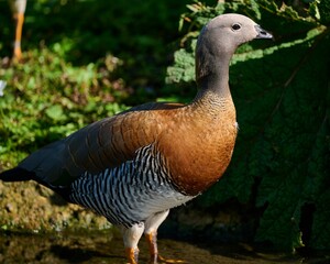Majestic Ashy-headed Goose stands on the edge of a wet marsh
