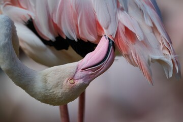 Close-up shot of a vibrant pink flamingo standing in a calm, tranquil environment