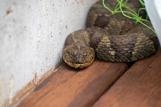 Closeup of a snake hiding in a corner at a lake house