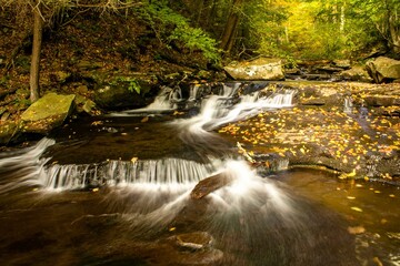 Stream cascading through a forest at Ricketts Glen State Park in Pennsylvania, USA