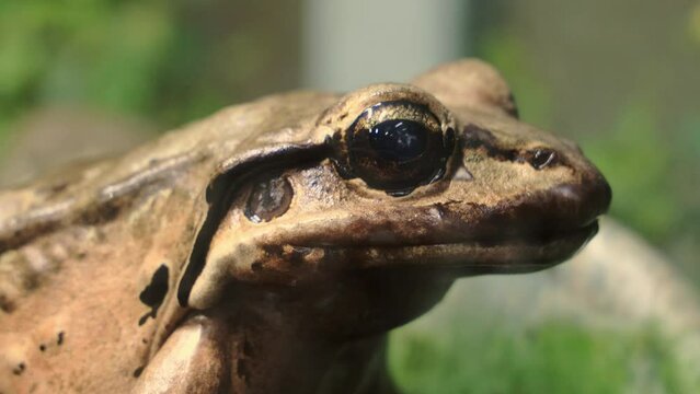 Close-up shot of a toad in a wild nature