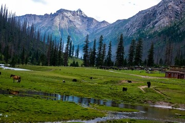 several brown and black horses grazing on lush green grass near a stream and mountains