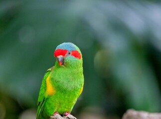 Closeup of a Musk lorikeet perched on a tree branch with a blurry background